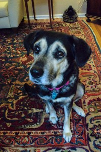Brandy is a senior hound mix available for adoption in Pennsylvania.