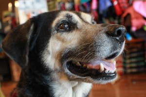 Brandy, the hound mix, has the most beautiful smile!