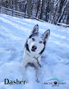 Dasher, A Siberian Husky Available for Adoption in Pennsylvania