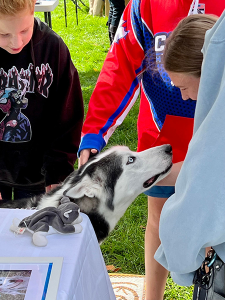 Dasher, A Siberian Husky Available for Adoption in Pennsylvania