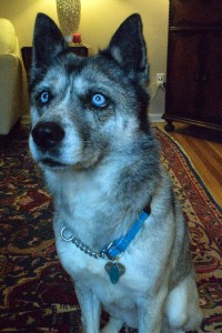 Look at those eyes! Ella's a Siberian Husky / Cattle Dog mix.