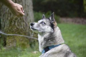 Ella is an 8 year old Siberian Husky / Cattle Dog mix that's available for adoption.