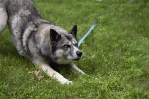 Although Ella is a senior Cattle Dog/Siberian Husky mix, she can still be playful!
