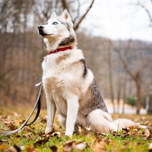 Hazel, A Siberian Husky Available for Adoption in Pennsylvania