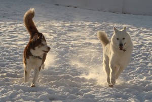 Jake the Siberian Husky would love a home with another companion dog.