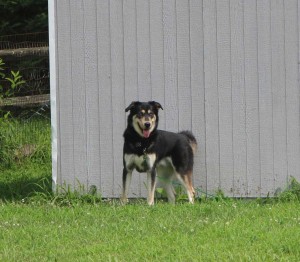 If Kato has a fenced in yard, he'll need one with a 6 foot high fence.