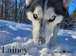 Lainey, A Siberian Husky Available for Adoption in Pennsylvania