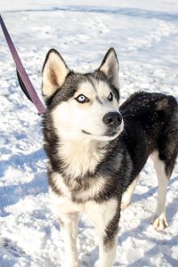 Lainey, A Siberian Husky Available for Adoption in Pennsylvania