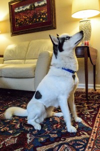 Perrie is a 2 year old female husky available for adoption in the Greater Philadelphia metro.